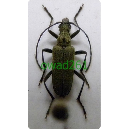 Acmaeops angusticollis (Gebler, 1833)